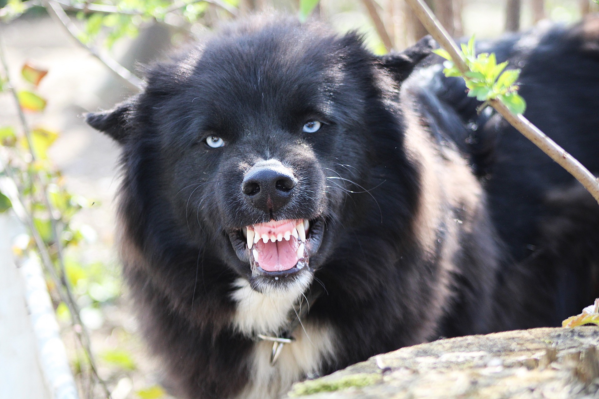 The 10 Unbreakable Dog Breeds