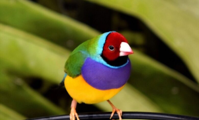 Gouldian finch