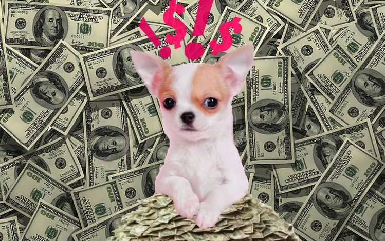 The World's Richest Pets