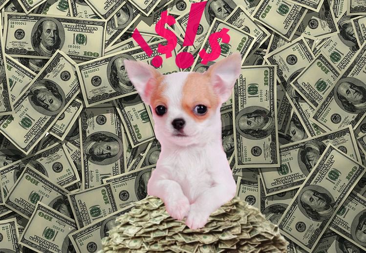 The World's Richest Pets