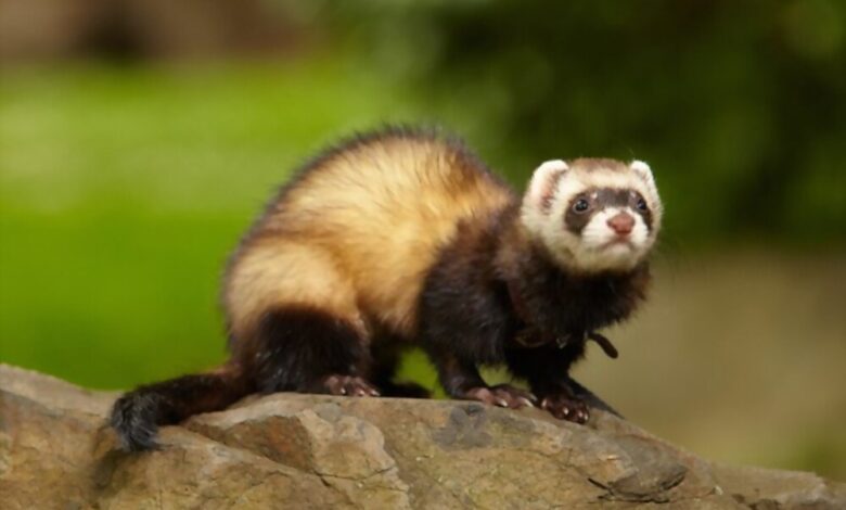 Ferret