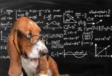 Top 10 Intelligent Dog Breeds
