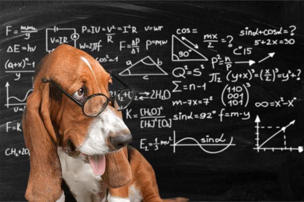 Top 10 Intelligent Dog Breeds