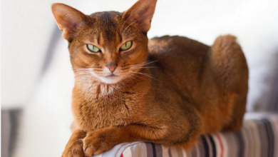 Abyssinian Cat: What is its price and how to know if it is original