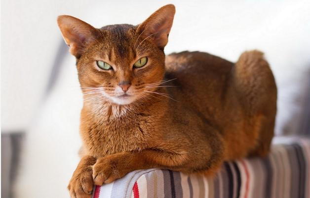 Abyssinian Cat: What is its price and how to know if it is original