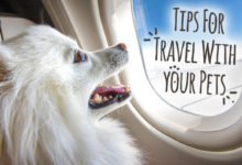 Dog breeds that cannot travel by Volaris plane, the Chihuahua is one of them