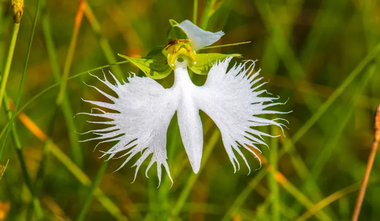 How to Grow and Care for White Egret Orchid