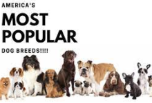 10 Popular Dog Breeds From the United States