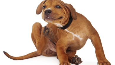 Common Dog Diseases and Health Issues!