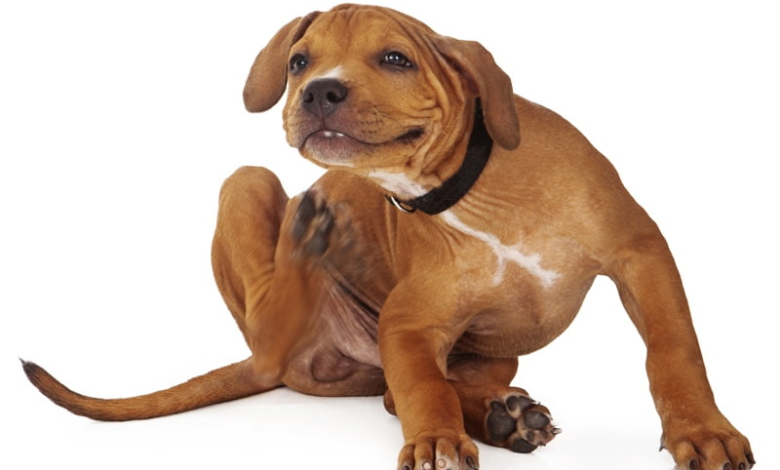 Common Dog Diseases and Health Issues!