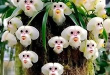 RARE ORCHIDS LOOK LIKE MONKEY FACES