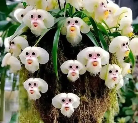 RARE ORCHIDS LOOK LIKE MONKEY FACES