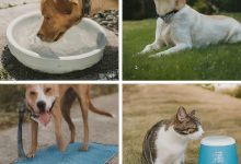Tips to keep pets safe in the heat